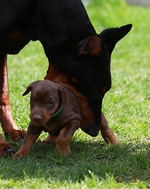 V-Wurf 4 Wochen alt / V-litter 4 weeks old