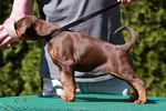 ++++   zu verkaufen - for sale   ++++   Hndin braun 5 Wochen alt / brown female 5 weeks old    ++++   zu verkaufen - for sale   ++++