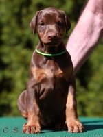 ++++   zu verkaufen - for sale   ++++   Hndin braun 5 Wochen alt / brown female 5 weeks old    ++++   zu verkaufen - for sale   ++++