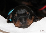 Rde "trkis" 7 Tage alt / male "turquise" 7 days old