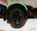 Rde "grn" 7 Tage alt / male "green" 7 days old