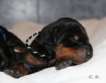 Rde "schwarz" 7 Tage alt / male "black" 7 days old