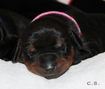 Hndin "pink" 7 Tage alt / female "pink" 7 days old