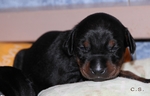 W-Wurf 14 Tage alt / 14 days old