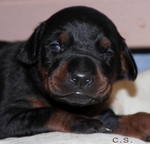 W-Wurf 14 Tage alt / 14 days old