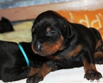 W-Wurf 14 Tage alt / 14 days old