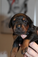 Hndin "pink" 14 Tage alt / female "pink" 14 days old