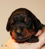 Hndin "trkis" 14 Tage alt / female "turquoise" 14 days old