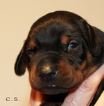 Rde "grn" 14 Tage alt / male "green" 14 days old