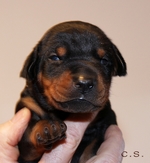 Rde "schwarz" 14 Tage alt / male "black" 14 days old