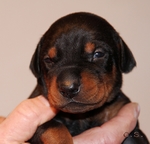 Rde "blau" 14 Tage alt / male "blue" 14 days old