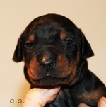 Rde "trkis" 14 Tage alt / male "turquoise" 14 days old