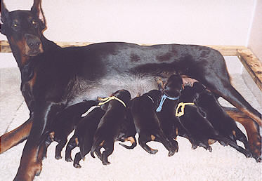 Annalena mit ihren Welpen, Annalena with her puppies