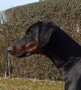 Gino vom Gerdautal, 12 Monate alt / 12 months