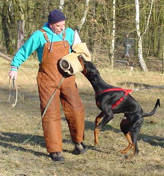 Italo vom Gerdautal, 12 Monate alt / 12 months